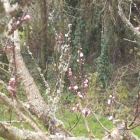 Apricot Blossom